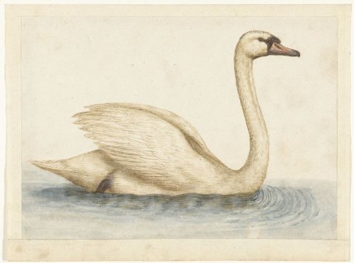 Whooper Swan