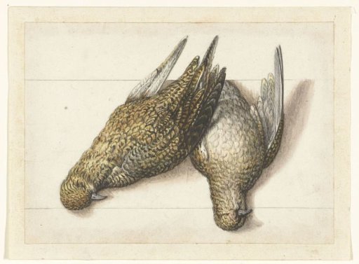 Golden Plover