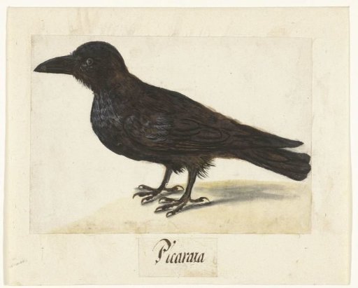 Black Crow