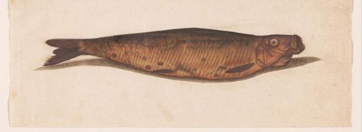 Salted Herring