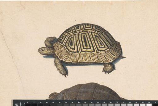 Tortoise
