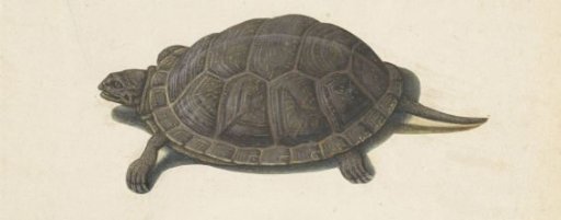 Marsh Turtle