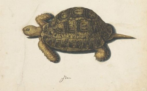 Marsh Turtle