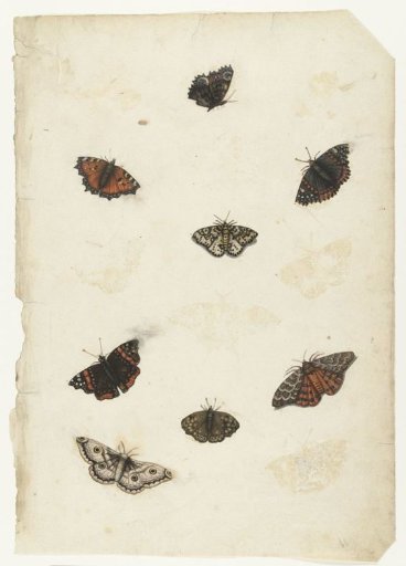 Eight Butterflies