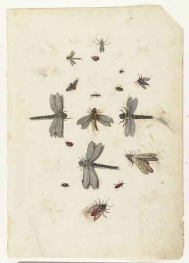 Dragonflies and flying Insects