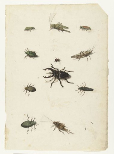 Firefly, Two Grasshoppers and Eight Beetles