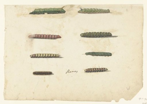 Eight Caterpillars