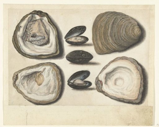 Oysters and Mussels