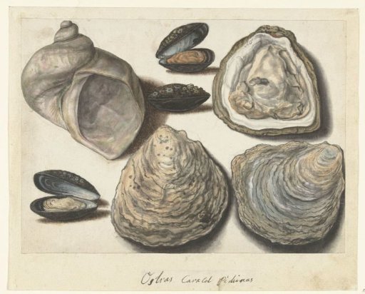 Oysters, Mussels and Moon Shell