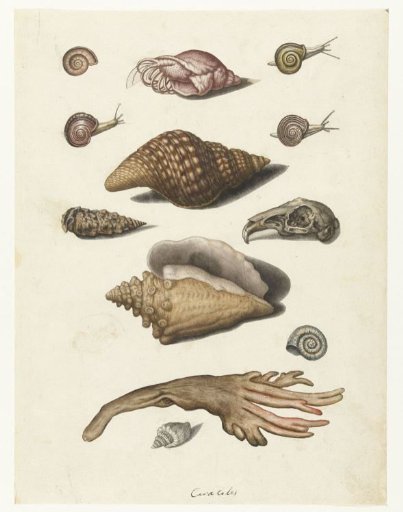 Shells, Seaweed, Snails and a Rabbit Skull