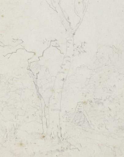 Landscape with a widely branched tree