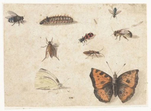 Sheet with Nine Insects