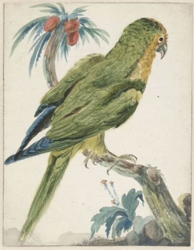 Yellow-fronted Parakeet (Bolborhynchus aurifrons)