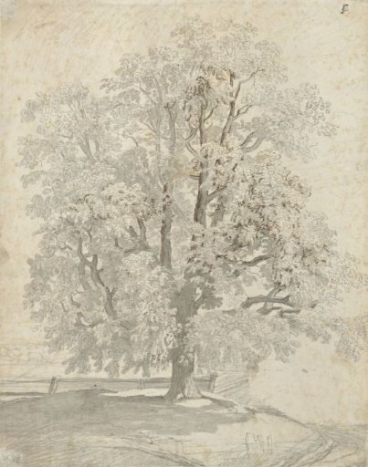 Tree study