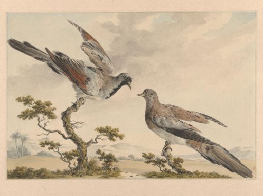 Two black-masked pigeons