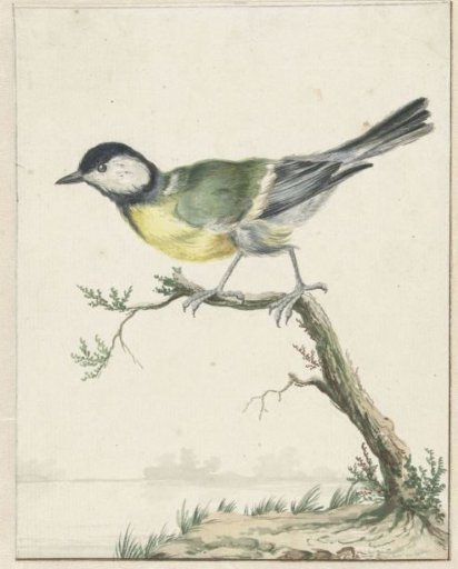 Great Tit