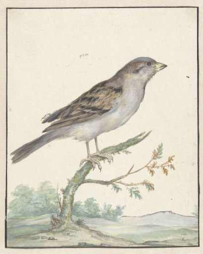 House Sparrow