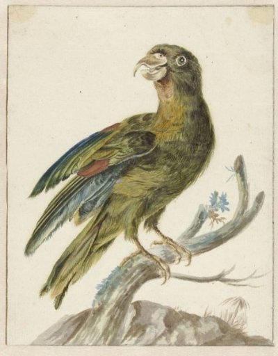 Parakeet
