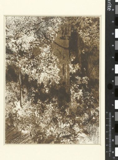 Forest view