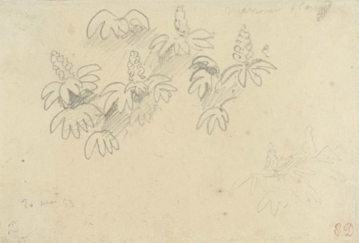 Study sheet with plants: white chestnut