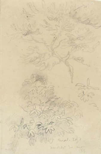 Study sheet with pink chestnut