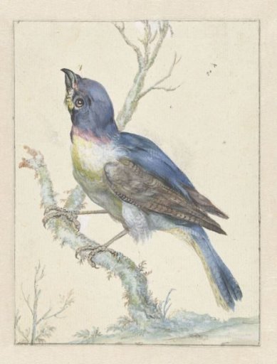 Lazuli Bunting