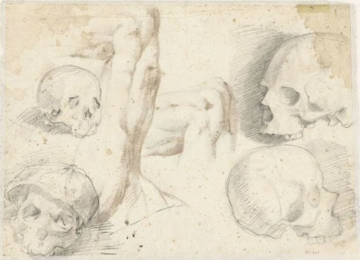 Four studies of a skull