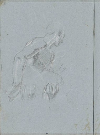 Male torso