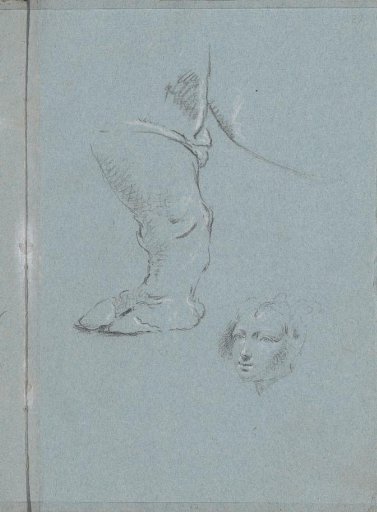 Front leg of the rhinoceros Clara and a female head