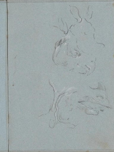Head of the rhinoceros Clara