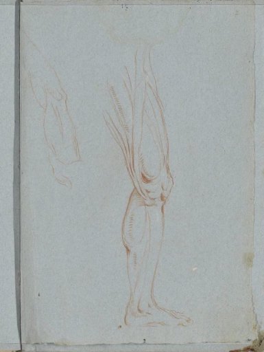 Muscles of a thigh