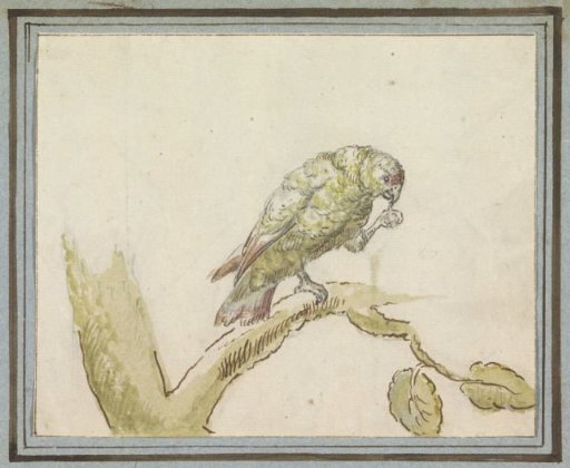 Parrot on a branch of a tree