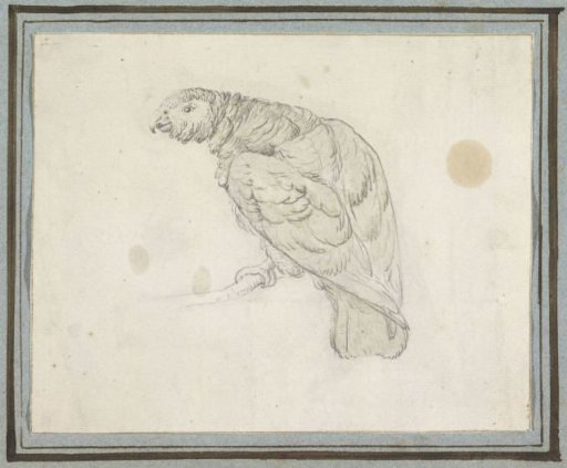 Parrot