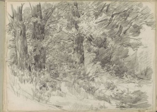 Forest scene