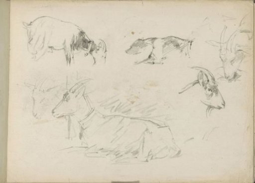 Study sheet with goats