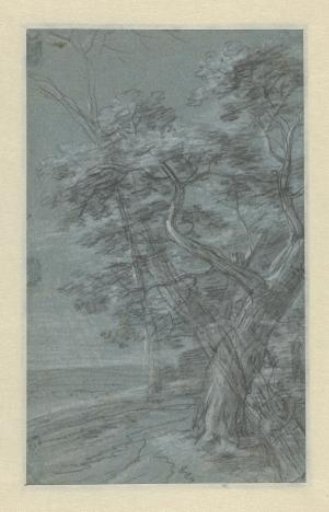 Tree Study