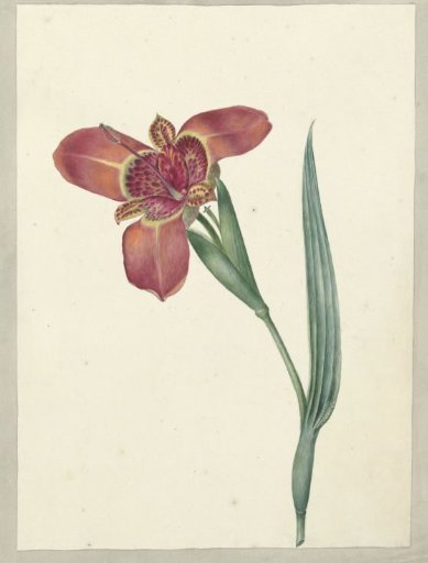 Flower named Ferraria Tigrina