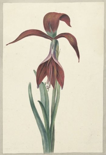Amaryllis Formosissima