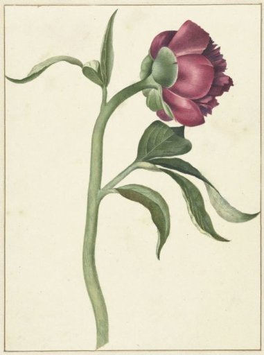Flower of the Peony Rose