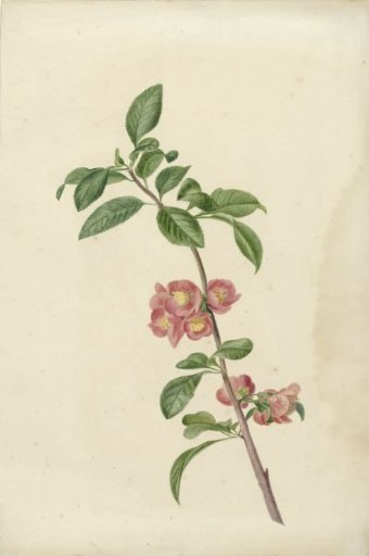 Blooming branch of Japanese cherry