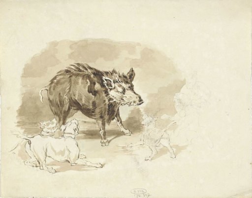 Wild boar attacked by hunting dogs