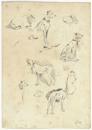 Studies of dogs