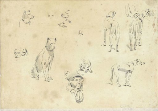 Studies of dogs