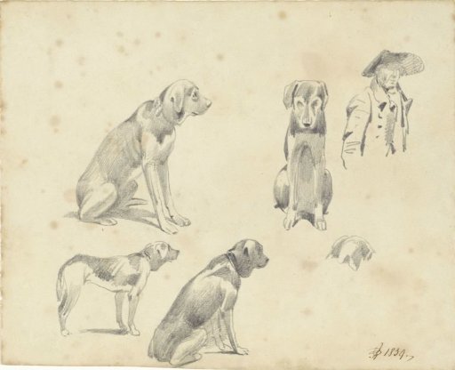 Studies of a dog