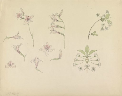 Study Sheet with Gladioli and Apple Blossom