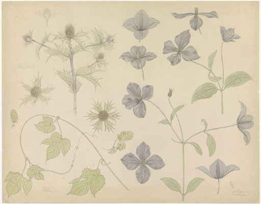 Study Sheet with Sea Thistle, Hop, and Clematis