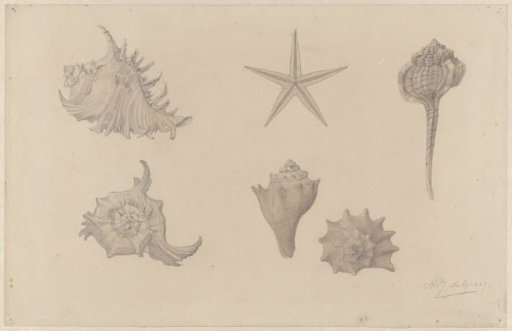 Study Sheet with Shells