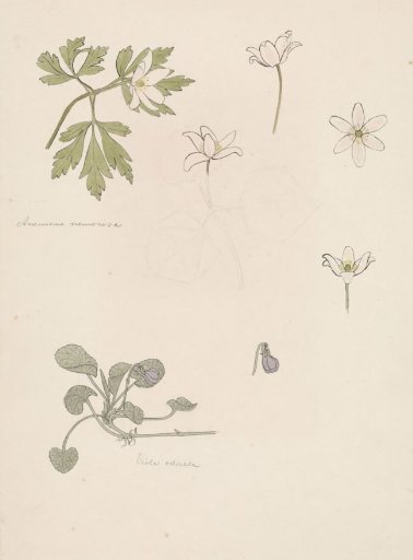 Sketches of Anemone and Wood Violet