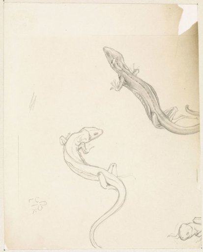 Sketches of Lizards