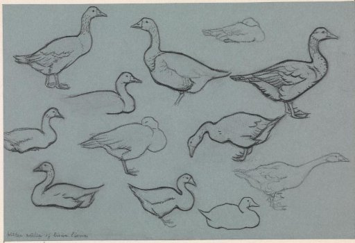Study sheet with geese